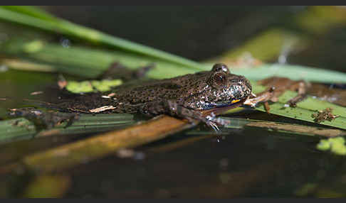 Rotbauchunke (Bombina bombina)