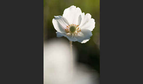 Großes Windröschen (Anemone sylvestris)