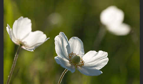 Großes Windröschen (Anemone sylvestris)