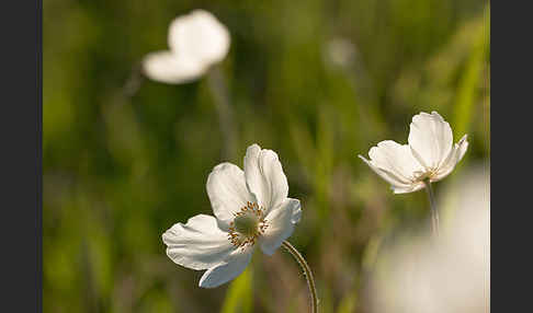 Großes Windröschen (Anemone sylvestris)