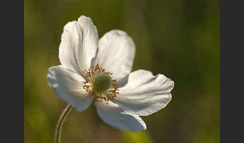 Großes Windröschen (Anemone sylvestris)