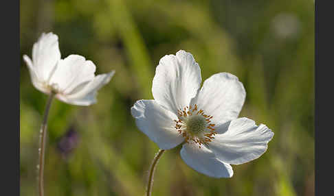 Großes Windröschen (Anemone sylvestris)