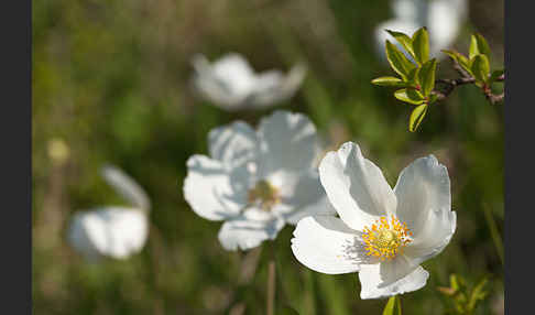 Großes Windröschen (Anemone sylvestris)