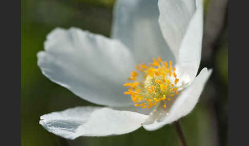 Großes Windröschen (Anemone sylvestris)