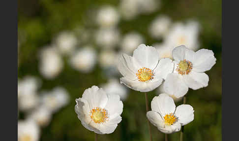 Großes Windröschen (Anemone sylvestris)