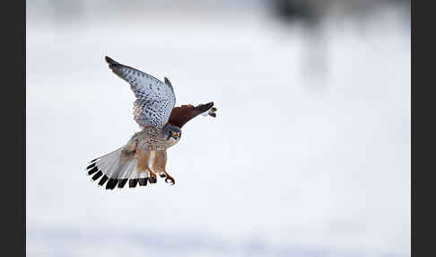 Turmfalke (Falco tinnunculus)