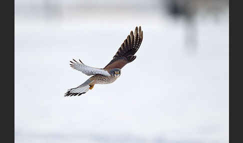 Turmfalke (Falco tinnunculus)