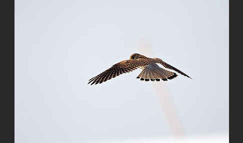 Turmfalke (Falco tinnunculus)