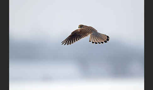 Turmfalke (Falco tinnunculus)