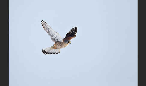 Turmfalke (Falco tinnunculus)