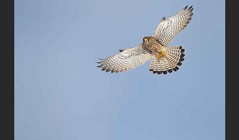 Turmfalke (Falco tinnunculus)