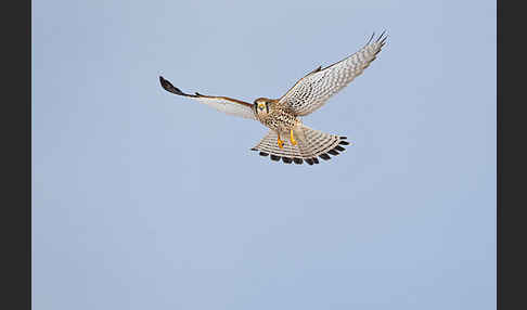 Turmfalke (Falco tinnunculus)