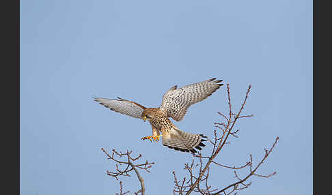 Turmfalke (Falco tinnunculus)