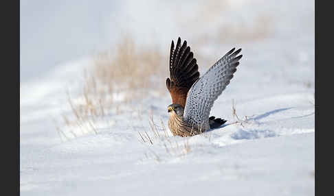 Turmfalke (Falco tinnunculus)