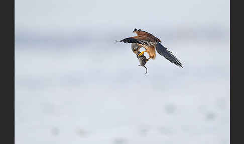 Turmfalke (Falco tinnunculus)