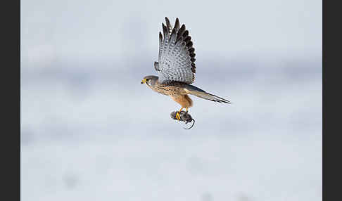 Turmfalke (Falco tinnunculus)