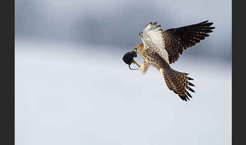 Turmfalke (Falco tinnunculus)