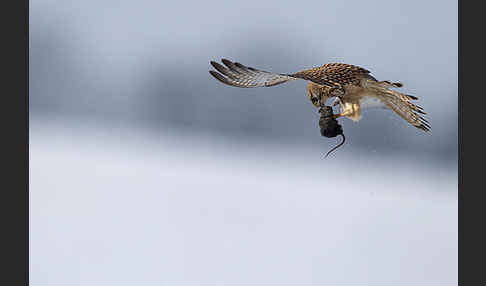 Turmfalke (Falco tinnunculus)