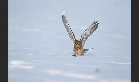 Turmfalke (Falco tinnunculus)