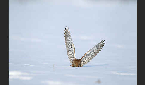 Turmfalke (Falco tinnunculus)