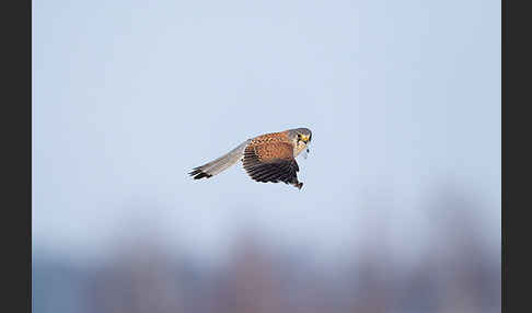 Turmfalke (Falco tinnunculus)