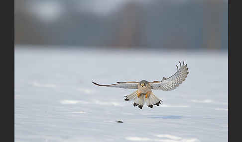 Turmfalke (Falco tinnunculus)