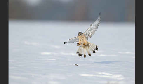 Turmfalke (Falco tinnunculus)