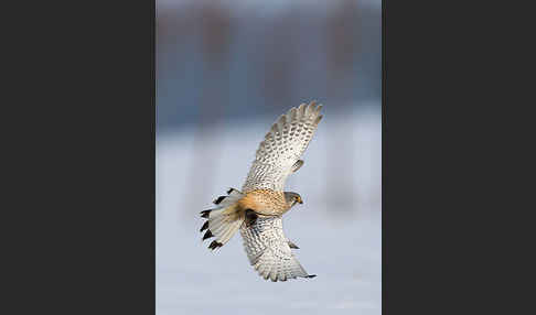 Turmfalke (Falco tinnunculus)