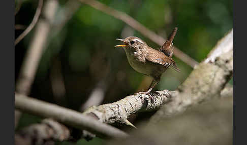 Zaunkönig (Troglodytes troglodytes)