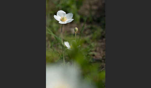 Großes Windröschen (Anemone sylvestris)