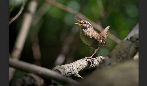 Zaunkönig (Troglodytes troglodytes)