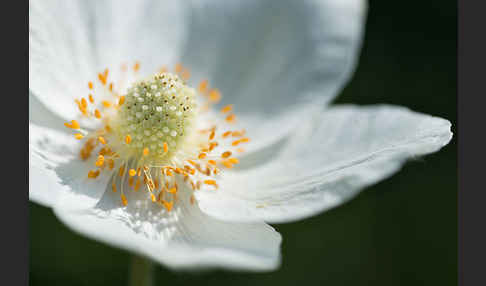 Großes Windröschen (Anemone sylvestris)