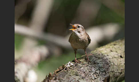 Zaunkönig (Troglodytes troglodytes)