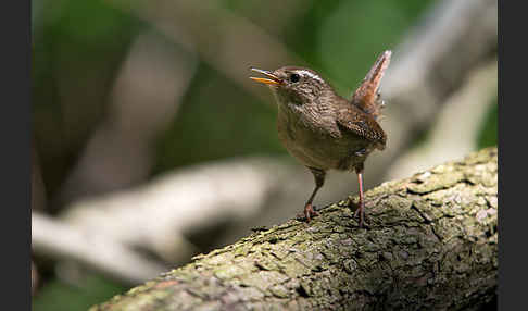 Zaunkönig (Troglodytes troglodytes)