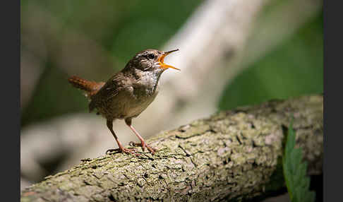 Zaunkönig (Troglodytes troglodytes)