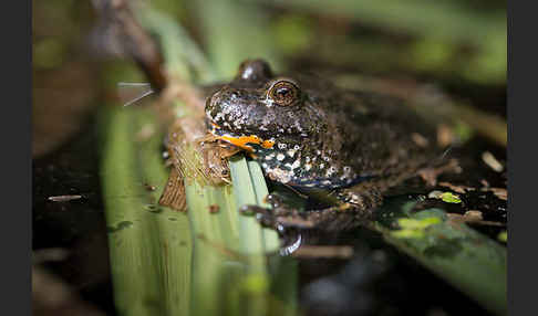 Rotbauchunke (Bombina bombina)