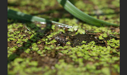 Rotbauchunke (Bombina bombina)