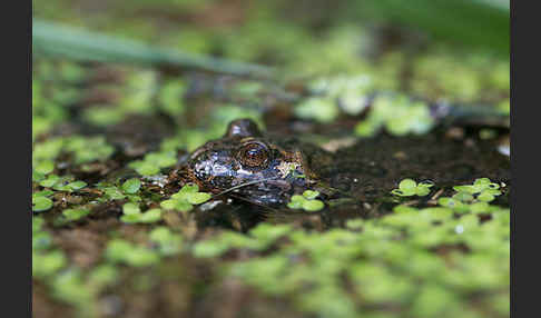 Rotbauchunke (Bombina bombina)