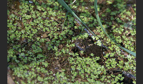 Rotbauchunke (Bombina bombina)