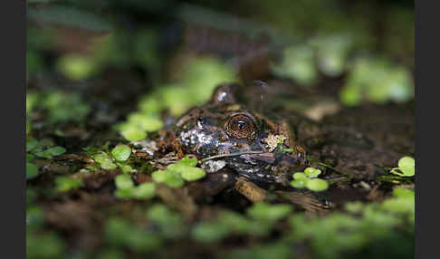 Rotbauchunke (Bombina bombina)