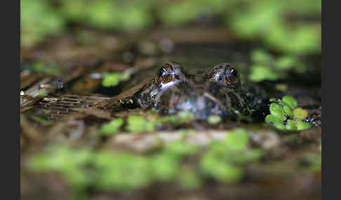 Rotbauchunke (Bombina bombina)