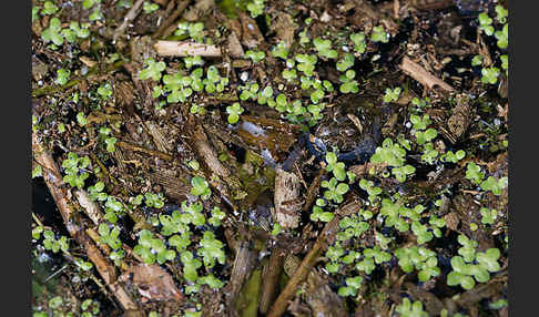 Rotbauchunke (Bombina bombina)