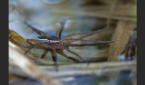 Gerandete Jagdspinne (Dolomedes fimbriatus)