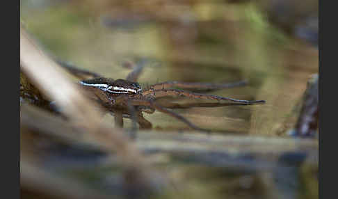 Gerandete Jagdspinne (Dolomedes fimbriatus)