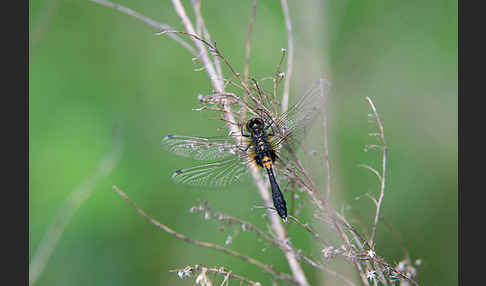 Zierliche Moosjungfer (Leucorrhinia caudalis)