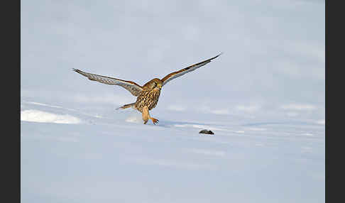 Turmfalke (Falco tinnunculus)