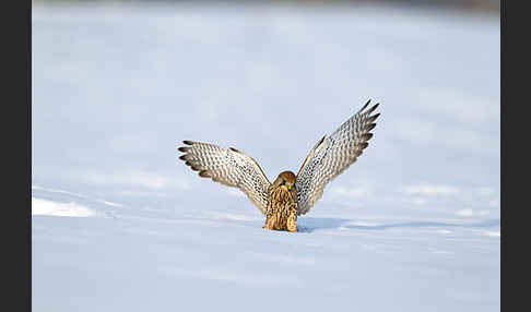 Turmfalke (Falco tinnunculus)