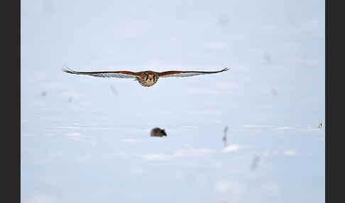 Turmfalke (Falco tinnunculus)