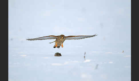 Turmfalke (Falco tinnunculus)