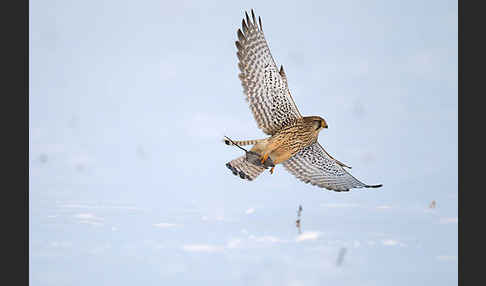 Turmfalke (Falco tinnunculus)